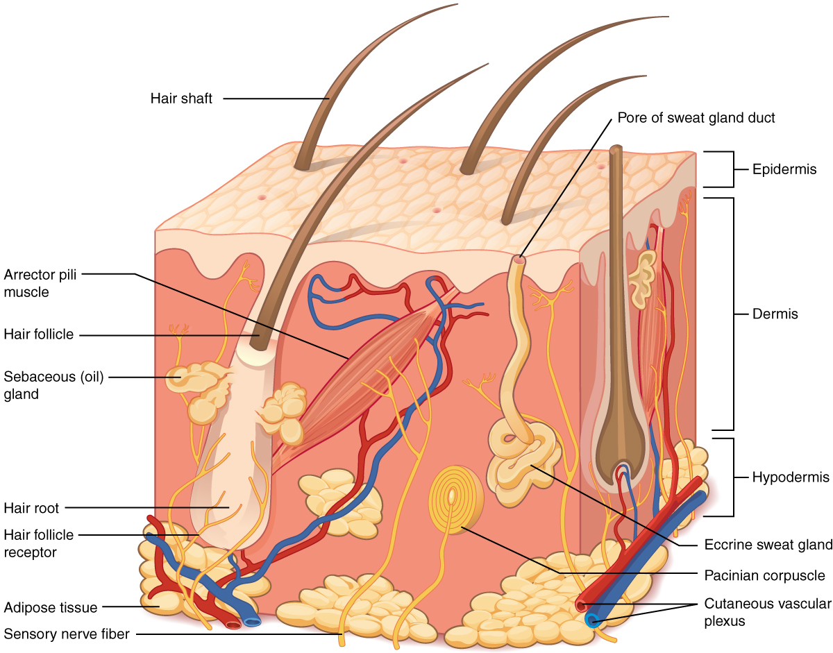 10 Facts About Your Skin